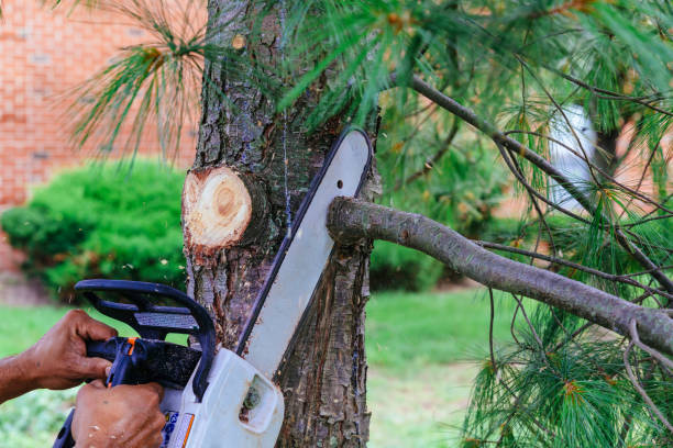 Best Arborist Services Near Me  in Lincoln Park, MI